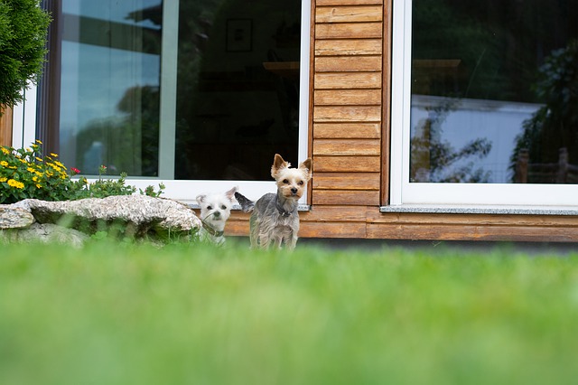 is a landlord responsible for tenants dog